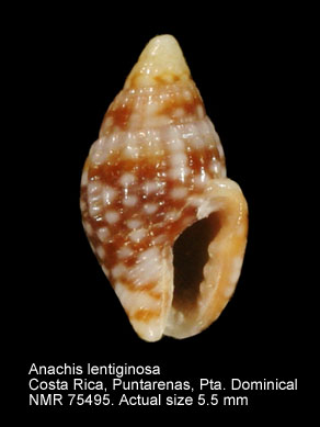 Anachis lentiginosa.jpg - Anachis lentiginosa(Hinds,1844)